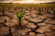 © The 2R Artificiality - Dry cracked farm soil showing weak corn plant growth