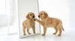 © Riola - A curious golden retriever puppy playfully touches its reflection in a full-length mirror against a bright white background.