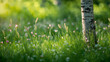 © bephoto - 初夏の気配を感じる小花咲く緑の草地風景写真