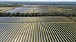 © AmazingAerialAgency - Aerial view of vast solar panel arrays gleaming under the sun, contrasting with the surrounding green fields, Elkton, Florida, United States.