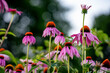 © Jeanne Sager Photo - Pink echinacea coneflowers bloom in a garden at varying heights, a lush and colorful display of one of the garden's most beloved medicinal and pollinator plants.