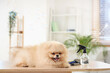 © Pixel-Shot - Cute dog with soap bubbles and grooming set lying in salon