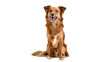 © Rowan - Golden brown mixed breed dog sitting attentively, displaying fluffy fur and a happy expression