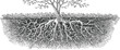 © Purple_Lamp - Detailed hand drawn illustration of a tree with extensive roots underground in soil cross section