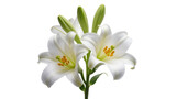 Isolated natural blooming white lily flowers with fresh green buds on a stem, elegant pure beauty.