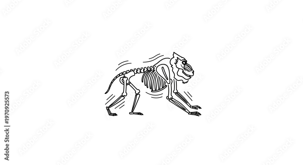 Monkey Skeleton Illustration: Primate Anatomy, Bone Structure ...