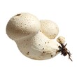 © miska - A close-up of a white, bumpy, irregularly-shaped mushroom