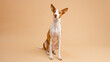 © DMegias - Podenco Canario dog sitting alertly, looking up against a plain tan background illustrating pet ownership and loyalty