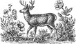 © Purple_Lamp - Vintage hand drawn deer with antlers standing in wildflowers and grass detailed sketch illustration