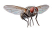 © Laura - Detailed Common Housefly with Red Eyes and Fuzzy Body