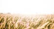 © FahVecStudio - Golden hour sunlight illuminates a serene field of swaying tall grass with delicate pink wildflowers, creating a peaceful and vibrant natural landscape under a bright sky