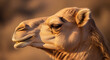 © Mamun - A camel's head is shown in a close-up profile shot with warm sunlight illuminating its features.