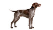 © Hugo - Brown and white spotted German Shorthaired Pointer dog standing alert, isolated on transparent background