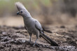 © Marcin Dobas - Grey go-away-bird (Corythaixoides concolor) perched with copy space