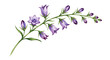 © BAKARPRO - Elegant Purple Bellflower Campanula Branch Botanical Watercolor Illustration Isolated on White Background, Bellflower, Campanula, Purple Flower, Botanical Art, Watercolor Floral, Isolated, Wedding Inv