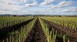 © Dara - Asparagus fields in a rural landscape. The agricultural concept of growing vegetables.