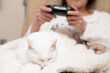 © hakase420 - ゲームをする飼い主の膝の上で眠る白い猫