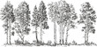 © Purple_Lamp - Hand drawn black and white set of tall trees with detailed branches and leaves cluster illustration
