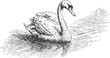 © Purple_Lamp - Black and white vintage illustration of a graceful swan swimming on the water surface with detailed feather and ripples
