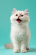 © Iryna - Cheerful cream kitten on teal background standing and meowing with bright eyes fluffy fur and curious expression