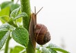 © KaziSelina - snail climbing green mint leaf with morning dew drops on white