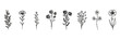 © LeNo - Set di illustrazioni botaniche in bianco e nero disegnate a mano, con fiori stilizzati e rami, perfette per design organici e decorazioni minimaliste.