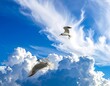 © Andi - Two seagulls soar beneath a bright blue sky filled with voluminous white clouds