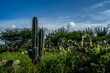 © Somkid - Cactus in Aruba