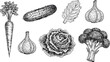© Ishtiaq - Hand-Drawn Vegetables Collection: Carrot Cucumber Garlic Cabbage Broccoli Leafy Green Detailed Sketch Isolated on White Vintage Botanical Illustration Style