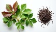© Maryna - Fresh perilla leaves are green with red tips, next to a pile of small seeds. Isolated overhead studio shot on white background. Natural healthy ingredient.