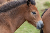 Portrait of a young Exmoor pony in the wild