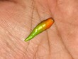 © Rextta - Close-up of a fresh green and orange bird's eye chili held in a person's palm. Vibrant spicy Thai chili pepper, organic harvest, food ingredient for hot Asian cuisine.