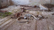 © bisonov - Gas Mask Abandoned On Cracked Floor, Discarded Decontamination Gear With Coiled Hoses, Peeling Plaster, Moss