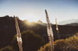 © Andre - Silhouetten von schroffen Berggipfeln im hellen Gegenlicht der tiefstehenden Sonne mit trockener Vegetation im Vordergrund