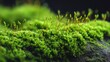 © Manuel Gual - Colección de macrofotografía botánica con flores, hojas, raíces y texturas naturales de gran detalle. Imágenes generadas por Inteligencia Artificial.