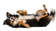 © Lukas - Happy tricolor Australian Shepherd dog rolling on its back, isolated on transparent background