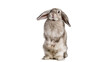 © Lukas - Fluffy grey lop-eared rabbit standing upright, isolated on transparent background