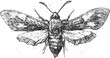 © Purple_Lamp - Detailed black and white vintage illustration of a moth with spread wings and textured body