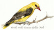 © TAMER YILMAZ - An illustration of the Eurasian Golden Oriole  with its bright yellow plumage.