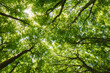 © Stephan - Low angle view of lush green forest canopy with bright sunlight filtering through leaves