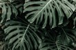 © Mavric - Moody dark green monstera deliciosa leaves, tropical jungle foliage background, exotic swiss cheese plant texture for interior design and wellness
