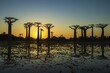 © G&M Therin-Weise/imageBROKER - Baobab trees (Adansonia grandidieri) reflecting in the water at sunset, Morondava, Toliara province, Madagascar