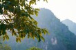 © pham - 山の風景の前の枝の葉