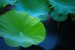 © pham - 静かな庭で静かな水面に睡蓮の葉