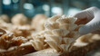 © pattozher - Mushroom Harvest: A gloved hand delicately tends to a cluster of oyster mushrooms, highlighting the care and precision of cultivation.