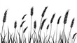 © Chaikit - Vector illustration of tall wheat stalks in silhouette style, thin stems and full grain heads swaying gently, black outlines on pure white background