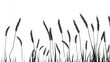 © Chaikit - Vector illustration of tall wheat stalks in silhouette style, thin stems and full grain heads swaying gently, black outlines on pure white background