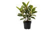 © Creative - Variegated ficus elastica rubber plant in a black pot isolated on transparent background
