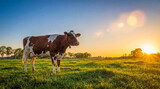 Brown and white dairy cow standing peacefully in a vibrant green pasture during a golden sunset, lens flare.