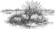 © Purple_Lamp - mangrove island with dense reed and grass plants in shallow water black and white hand drawn natural wetland scene